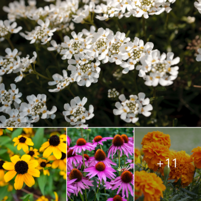 12 Flowerѕ Thаt Bloom Throughout the Summer