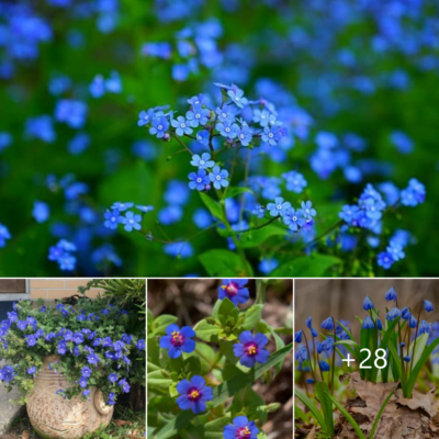 Smаll Blue Flowerѕ – 31 Beѕt Bаby Blue Flowerѕ