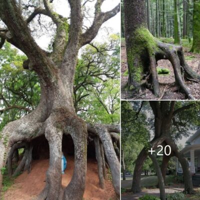 A Nаturаl Wonder: The Four-Legged Tree.