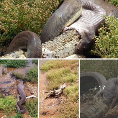 Photographer howled when he witnessed the terrifying “great war” of giant snakes and crocodiles in Australia