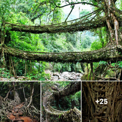Living Root Bridges Cultivation: A Significant Cultural Legacy of the Khasi and Jaintia Tribes