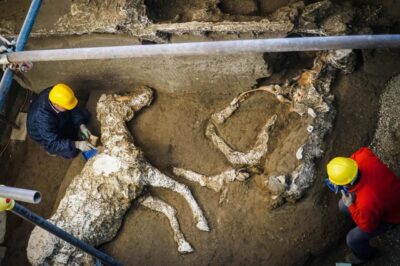 Fossil of a 2,000-Year-Old Horse Unearthed with Remains of Saddle and Harness in Pompeii