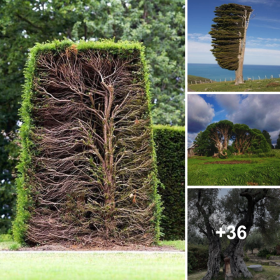 Divided Trees: Shapes Resembling the Two Halves of the World