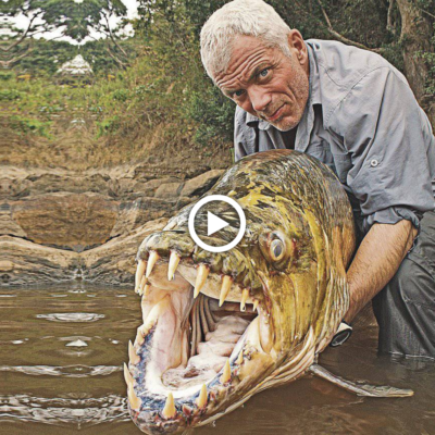 ɡіɡапtіс 90-Meter Fish саᴜɡһt in the US – Astonishing саtсһ Amazes Fishermen (Video)