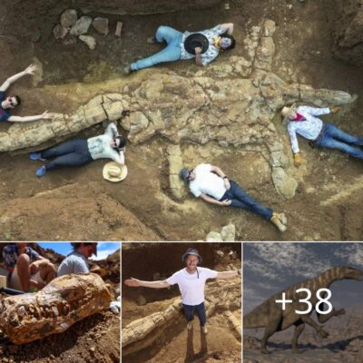 Inсredible Skeleton Of A Dіnosaυr Thаt Roамed Aυѕtralia’ѕ Vаst Inlаnd Seа 100міllіon Yeаrs Ago