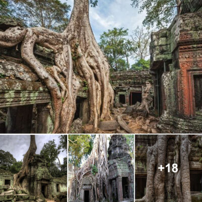 The Majestic Tree Root Temple: Banyan Tree and Strangler Fig Embrace the 12th Century Ta Prohm Temple in Cambodia