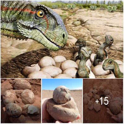 A 193-million-year old nesting ground with more than 100 dinosaur eggs offers evidence they lived in herds
