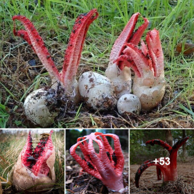 The Demon Hand Emerges from Bizarre Eggs in the Forest; A Terrifying Find Reveals a Rare and Valuable Discovery