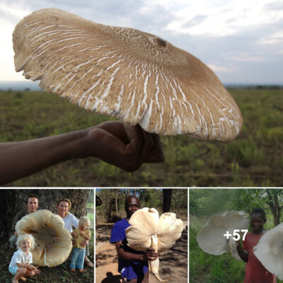 The Edible World’s Largest Mushroom Growing in Symbiosis with Termites and Increasing in Size Daily