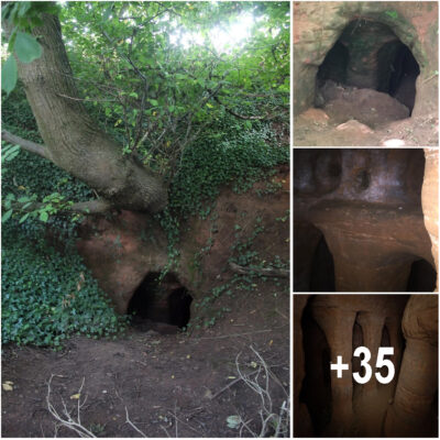 Explorer left speechless after stumbling upon ‘Knights Templar’ cave under a tree