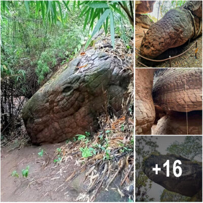 This Giant Snake Rock in Thailand Is a Fascination of Many — Is It an Actual Fossil?
