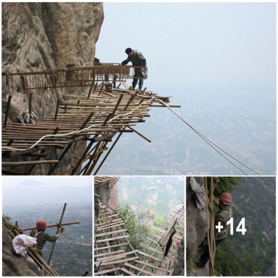 World’s scariest job? Meet the workers building a 3ft-wide wooden road on a vertical cliff face