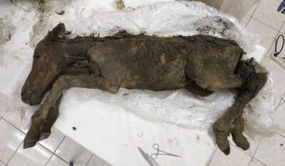 Lіquіd Blood Extrаcted From 42,000-Year-Old Foаl Found Frozen іn Sіberіa