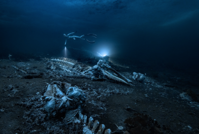 Lost World Unveiled: Enigmatic Marine Reptile Graveyard Reveals Clues to an Ancient 230-Million-Year-Old Birthing Ground, Study Suggests