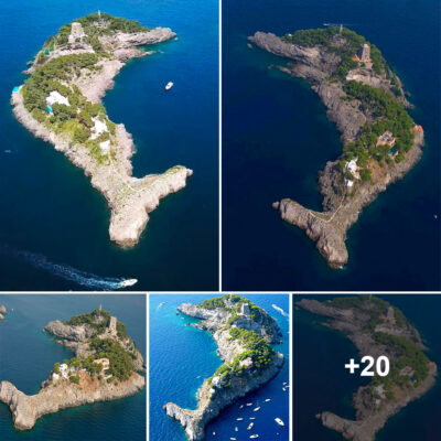Dolphin Haven: The Enchanting Island off the Amalfi Coast of Italy