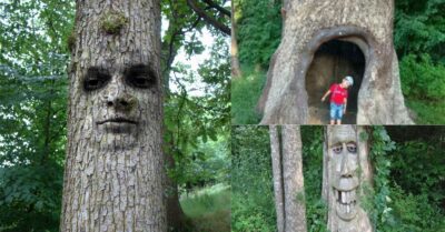 Unveiling the Enigma: Deciphering the Humanoid Shapes of Ancient Trees