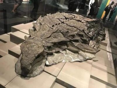 Well-preserved dinosaur unearthed in Canada gets name, backstory