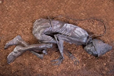 What Did Tollund Man, One of Europe’s Famed Bog Bodies, Eat Before He Died?