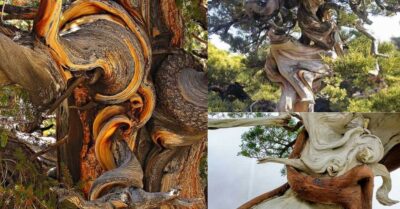 Unveiling Nature’s Artistry: The Majestic Pine Tree’s Bending Trunk