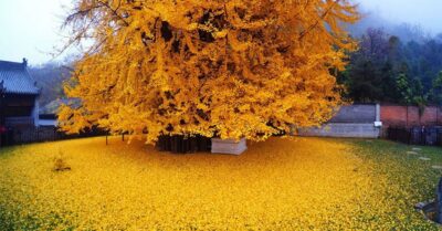 ;Golden Ocean of Leaves: 1,400-Year-Old Ginkgo Tree Planted by Chinese Emperor Amazes the Internet with Its Stunning Autumn Foliage