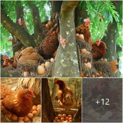Countryside Marvels: Astonishing Scenes Of Hens Nesting And Laying Eggs In Tall Trees