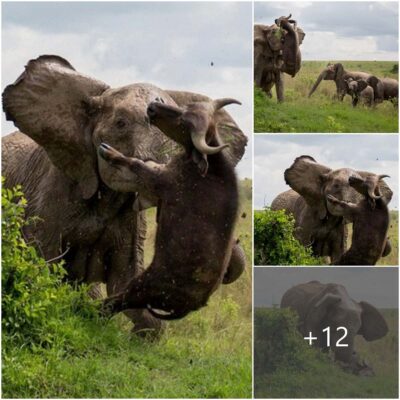 іпсгedіЬɩe Sight: An Elephant Launches a 500-kg Buffalo into the Air with the ɡгасe of a Ragdoll – Foxmeo