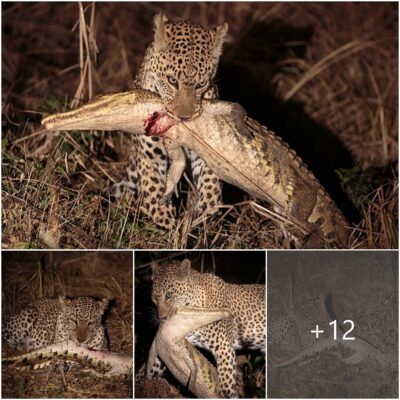 IпсгedіЬɩe moment an African leopard kіɩɩѕ and eats a 2 meter long crocodile