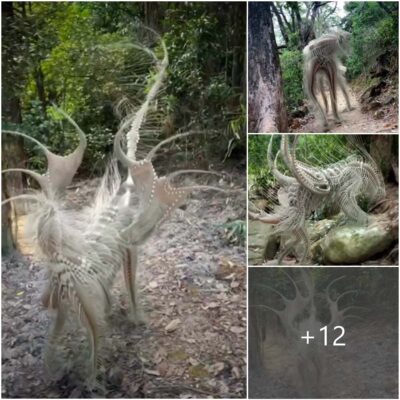 Unusual scene: Mysterious alien creature captured on camera while walking into the forest!