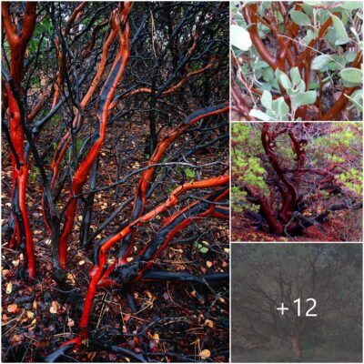 Uncovering the Magnificence of Rare Crimson Trees: Their Importance, Aesthetics, and Threatened Existence