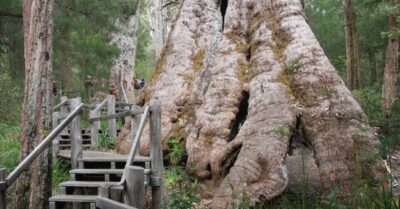 Discovered Australia’s Largest Giant Tree: The Tingle Tree