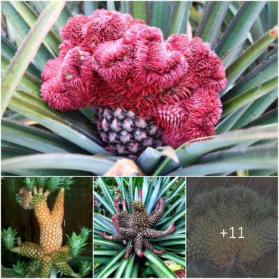 Dive into the world of pineapples like you’ve never seen before! From pink hues to miniature sizes, uncover the wonder of uncommon pineapples from around the globe!