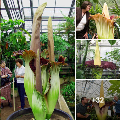 Millions Spent on Bizarre, Foul-Smelling Flower that Blooms Once Every 10 Years