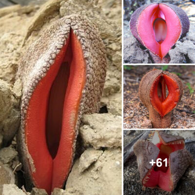 Smelliest Flower in Africa: Beware of the Hydnora Plant You’ll Want to Avoid