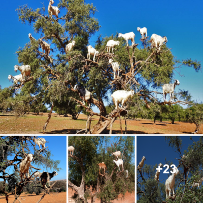 Discovering the Fascinating Tree-Climbing Goats of Morocco and Their Ьгeаtһtаkіпɡ Behaviors