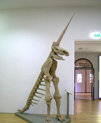 The partial fossilised skeleton of a woolly rhinoceros was discovered in Germany. This is the “Magdeburg Unicorn”