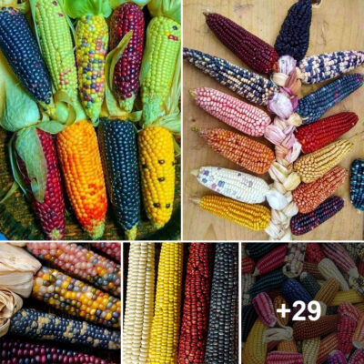 A Visual And Sensory Spectacle: The Splendor Of Multicolored Corn