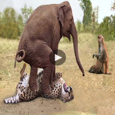 Elephant Herd’s Brave Stand to Protect Baby Monkey from Leopard Caught on Film.