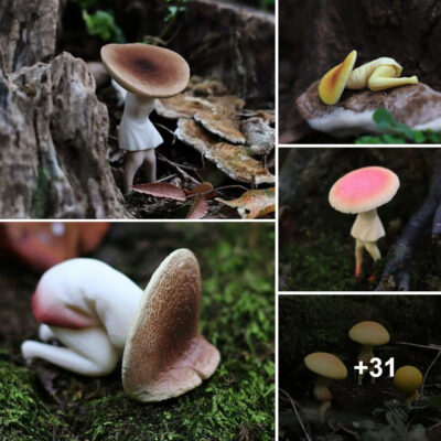 Nature’s Unanticipated Marvel: The Astonishing “Mushroom” Resembling a Girl That Took Everyone by Surprise ‎