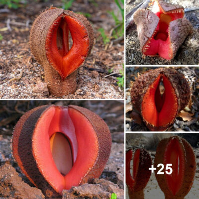 Africa’s Most Potent Bloom: Exercise Caution When Approaching The Hydnora Plant