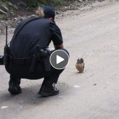 A police officer takes a moment to engage in a delightful conversation with an absolutely charming baby owl