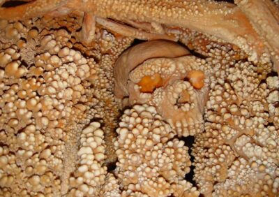 Altamura Man: Unraveling the Secrets of an Exceptional Neanderthal Discovery