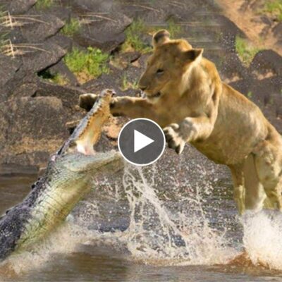 A fierce battle between a Lion and a Crocodile attracts millions of viewers.