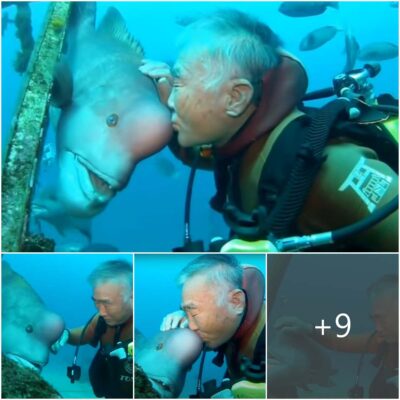 79-Year-old Diver and This Fish Have Been BFFs for Nearly 30 Years After He Nursed Her Back to Health