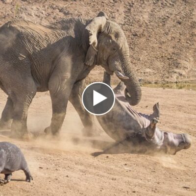 Angry mother elephant bravely fights with hippo to get back her baby.(Video)