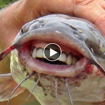 Aquatic Anomaly: Fish with Human-Like Teeth Surprises Discovery, Igniting Internet Frenzy and Scientific Interest.