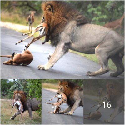 Hunger Unleashed: Voracious Lion’s Audacious Feeding Frenzy Targets Seven Impalas in South Africa.