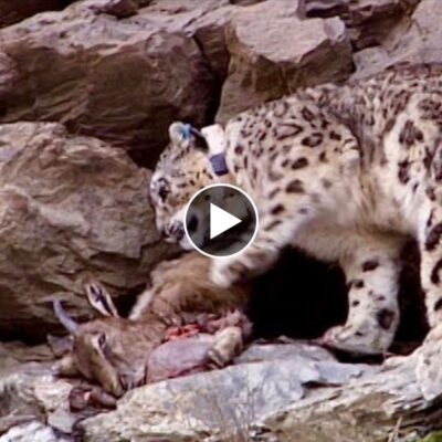 The snow white leopard is the most elusive creature on earth. Its hunting prowess is unmatched, overpowering even lions and leopards, leading them to lose their lives.