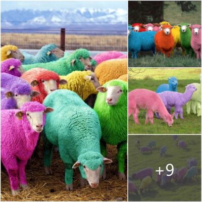 Unraveling the Spectrum of Rainbow Sheep: A Journey into Mother Nature’s Chromatic Artistry