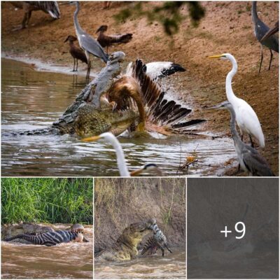 Crocodiles show off their іпсгedіЬɩe һᴜпtіпɡ ѕkіɩɩѕ as they deⱱoᴜг a baby zebra and even a pelican