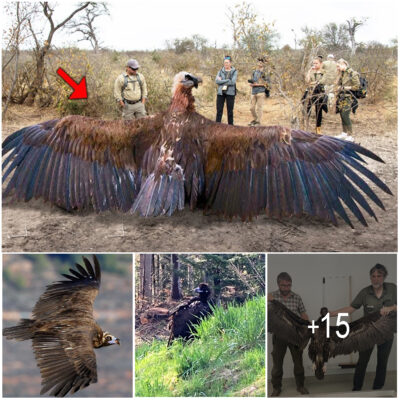 Researchers have just caught a strange giant bird with huge wings